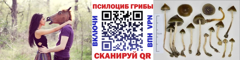 наркота  Надым  Галлюциногенные грибы Psilocybine cubensis 